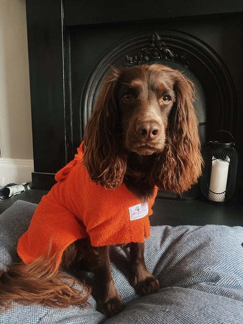 spaniel sat on a bed wearing an orange drying robe