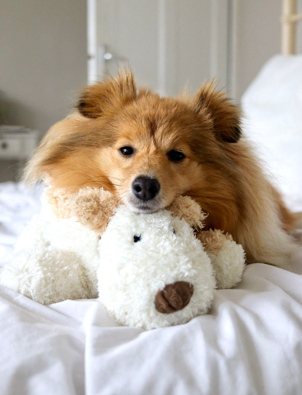 Bingley Dog