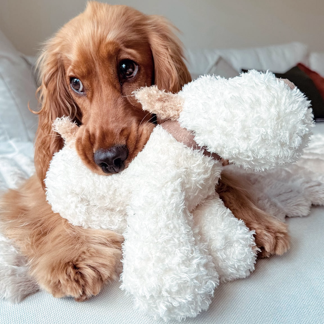Bingley Dog