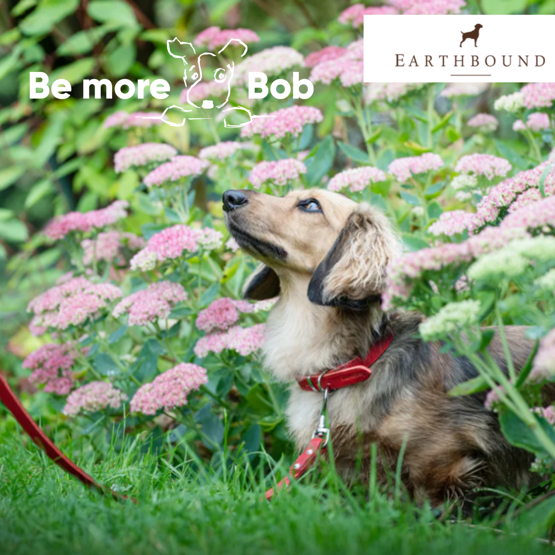 Soft Country Leather Collar - Red - Earthbound