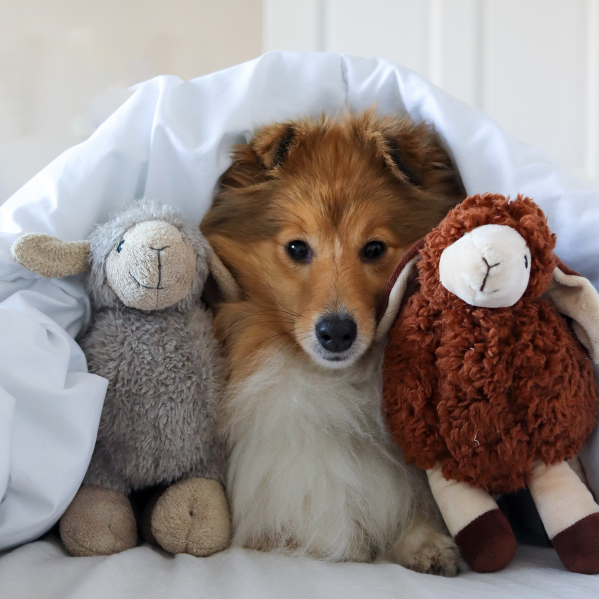 Luca Lamb, Sansa Sheep and Cotton Heart Toy Bundle