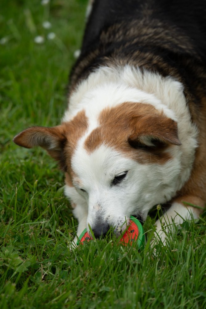 Petface Foodie Faces Latex Watermelon Dog Toy
