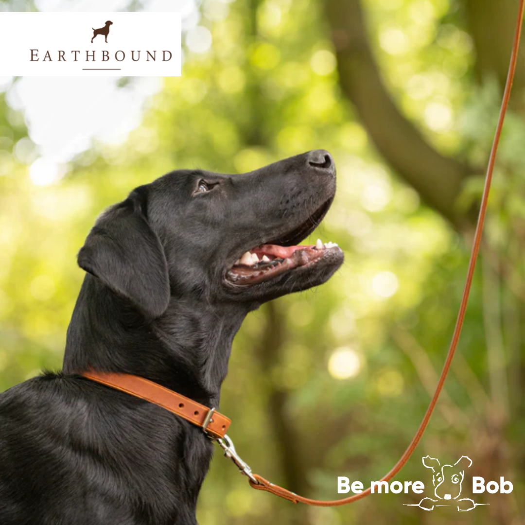 Earthbound dog clearance collar