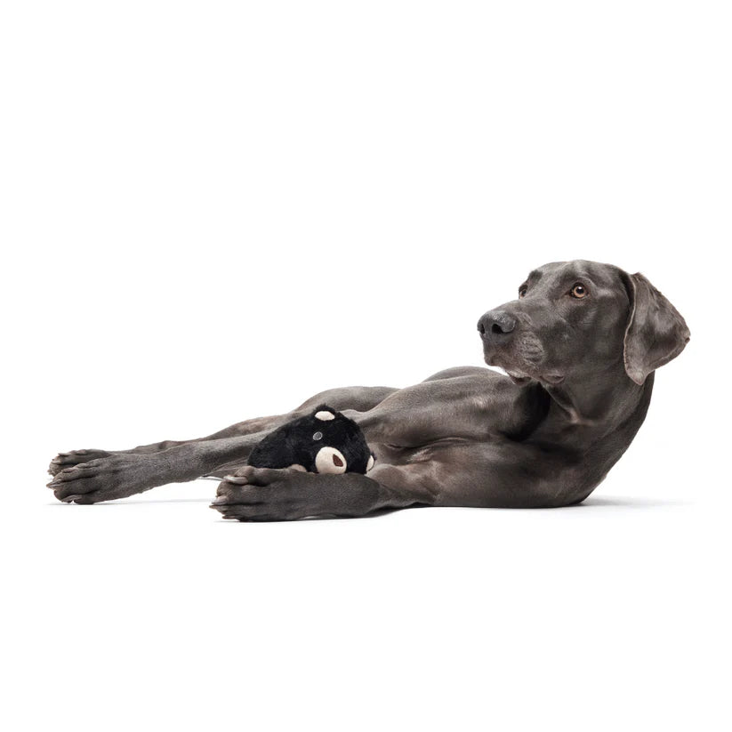 Gray Great Dane lying on a white background with a black and white toy.