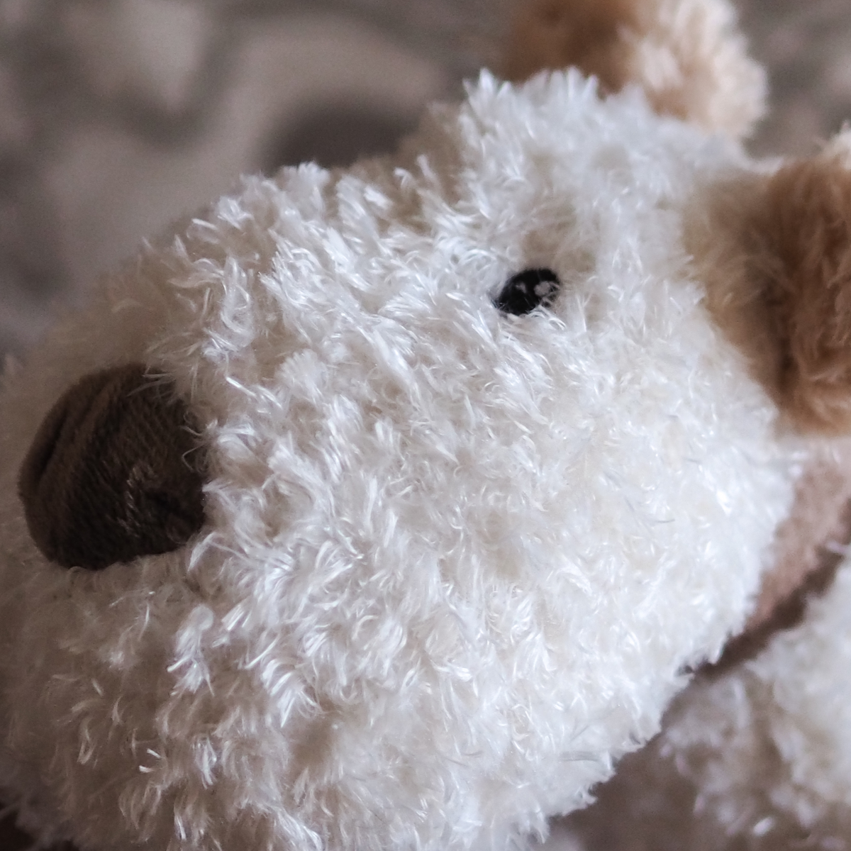 Bingley Dog