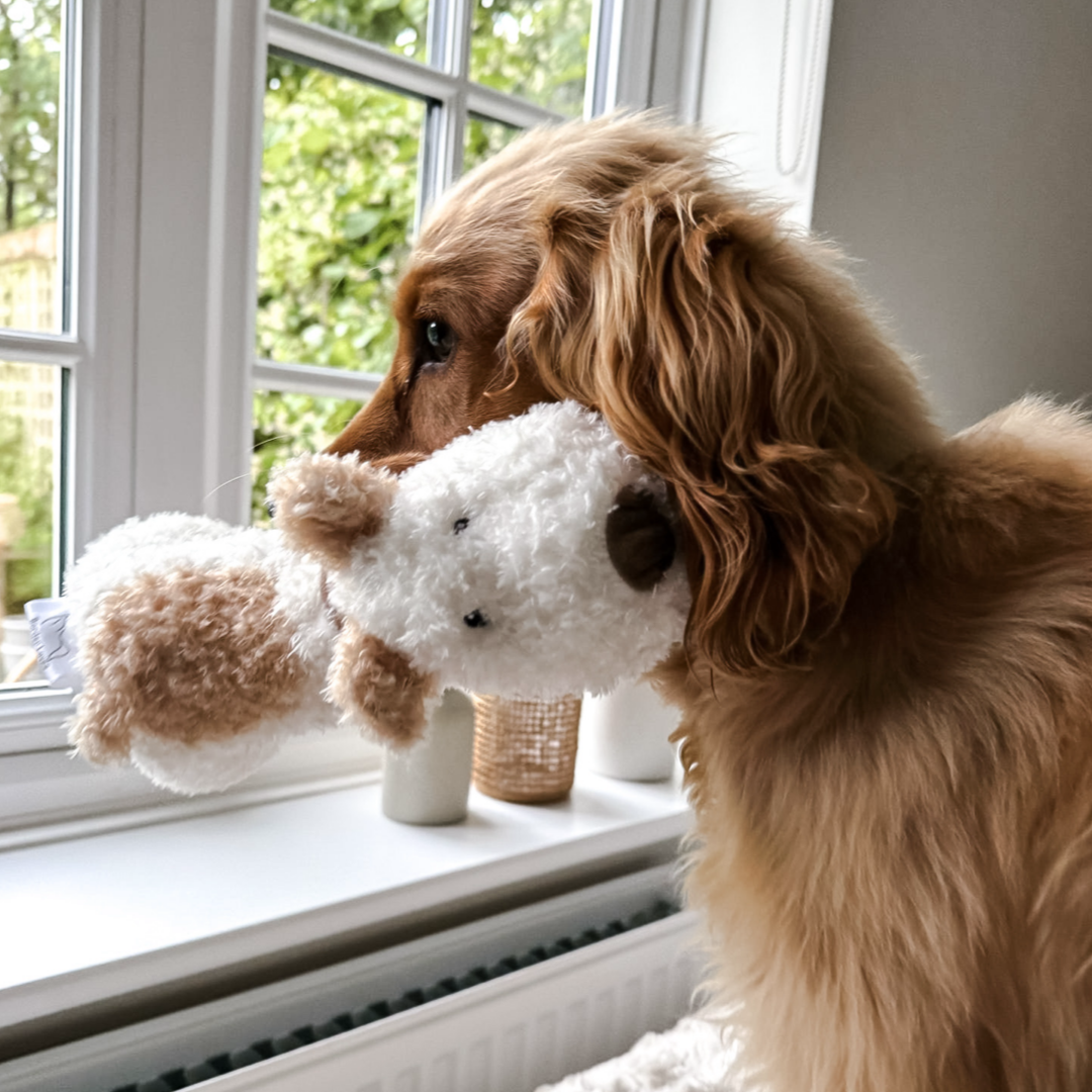 Bingley Dog