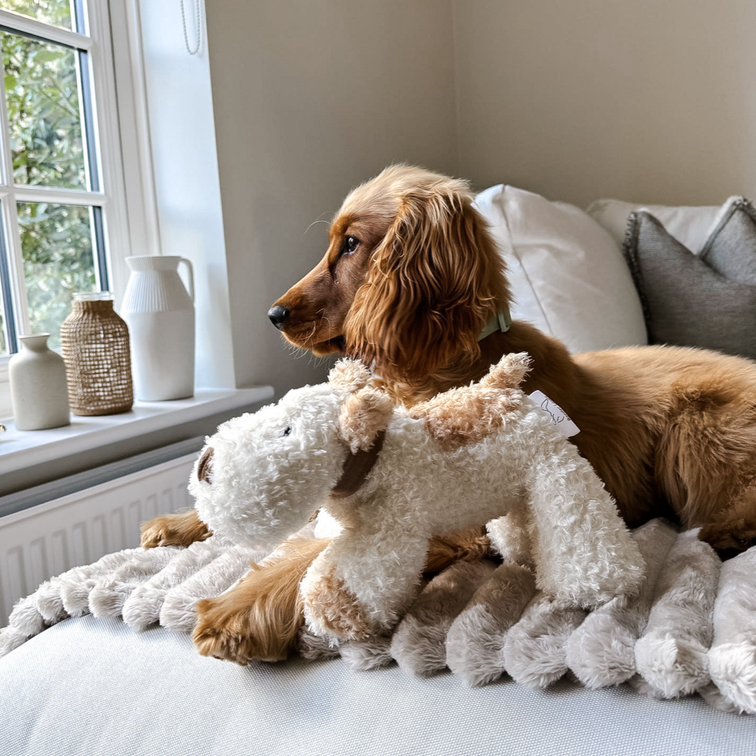 Bingley Dog