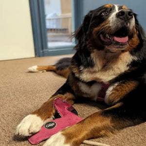 Floyd the Flamingo, Eco Dog Toy