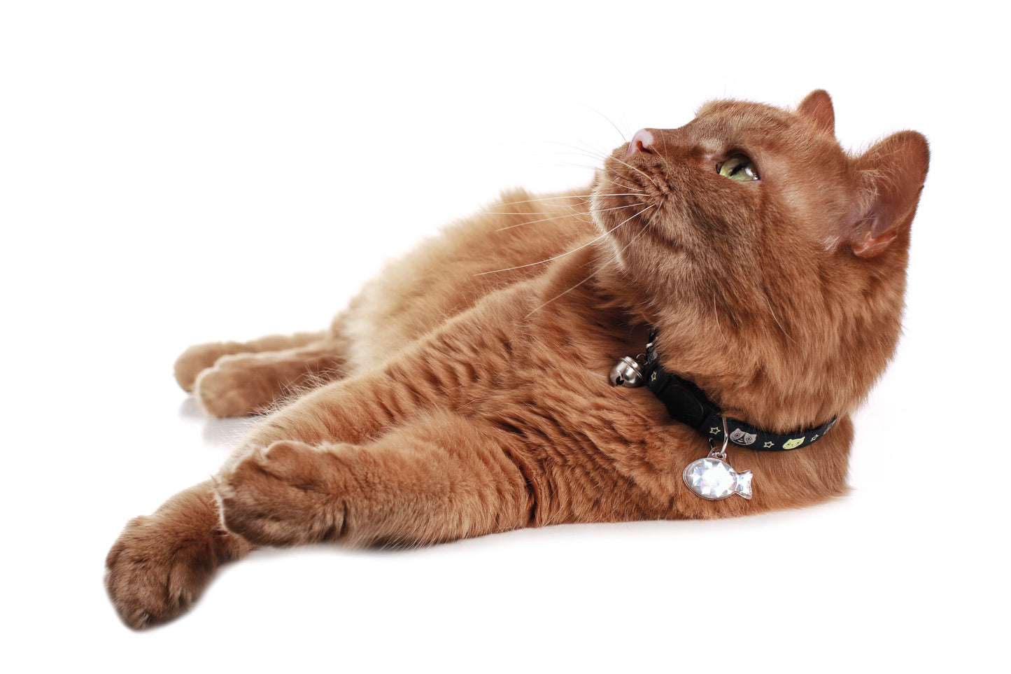 Funky Cat Collar - five designs