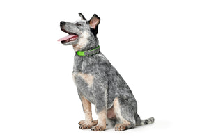 Convenience Comfort - Water and Tear Resistant Collar - 3 Colours