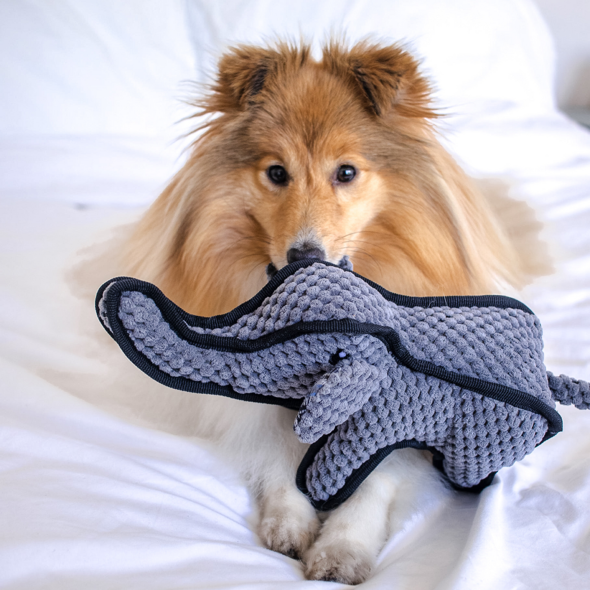 Tuffy Elephant