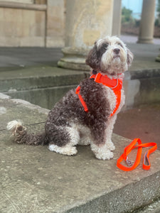 Ruffwear Front Range Blaze Orange Bundle