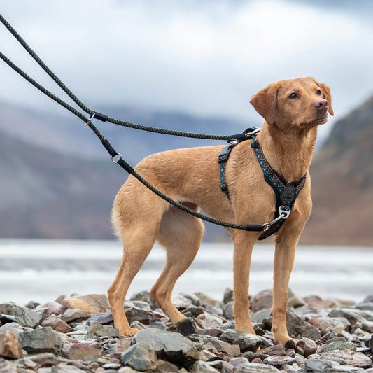 Multifunctional Rope Lead - GO-B-Flextra - Hollyhock - Neerdog