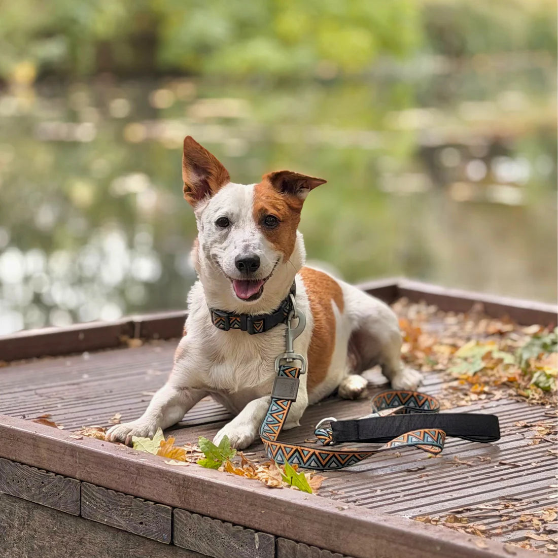 Go-Cee Strong Every Day Dog Lead - Hollyhock - Neerdog