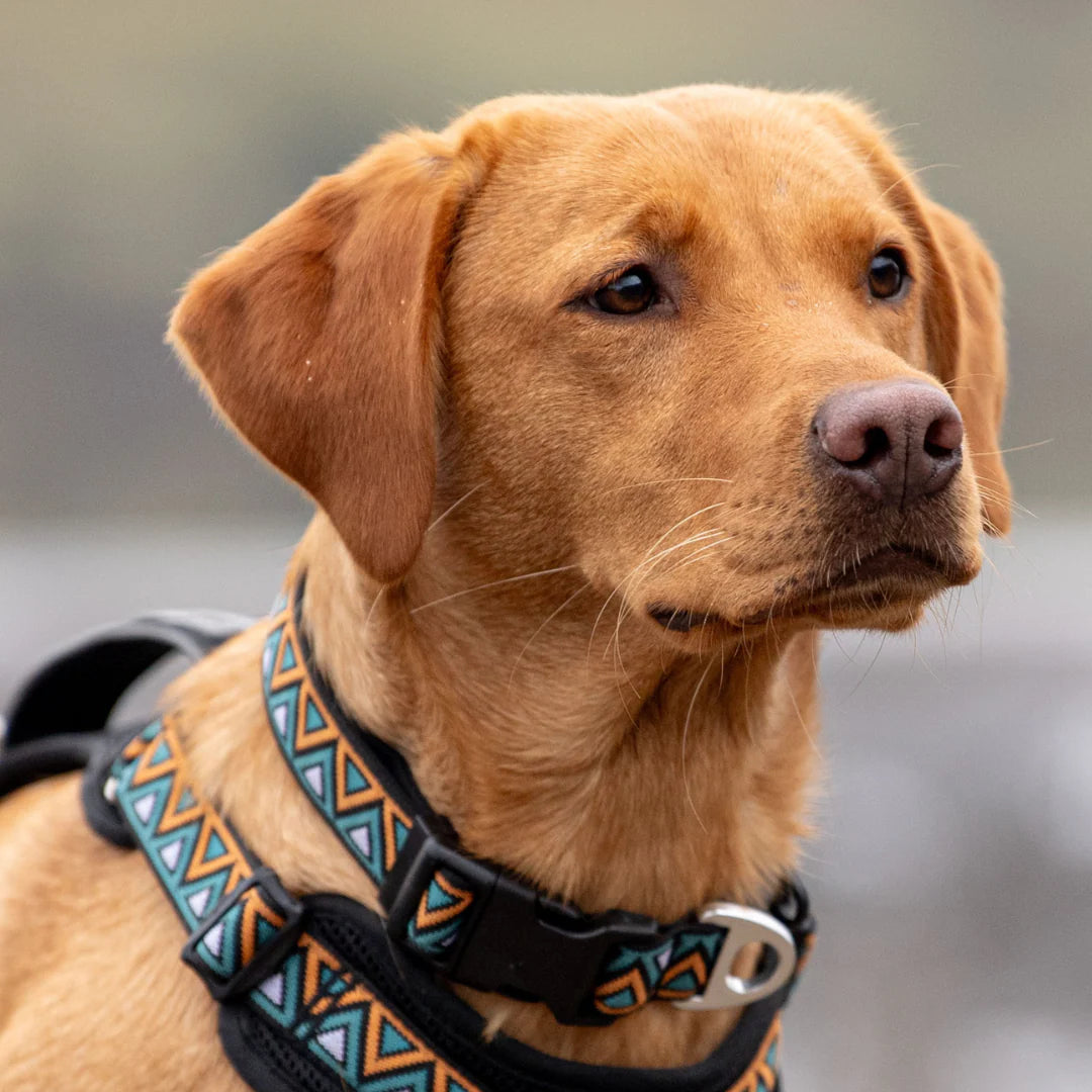 Go-Cee Strong Every Day Dog Collar - Hollyhock - Neerdog