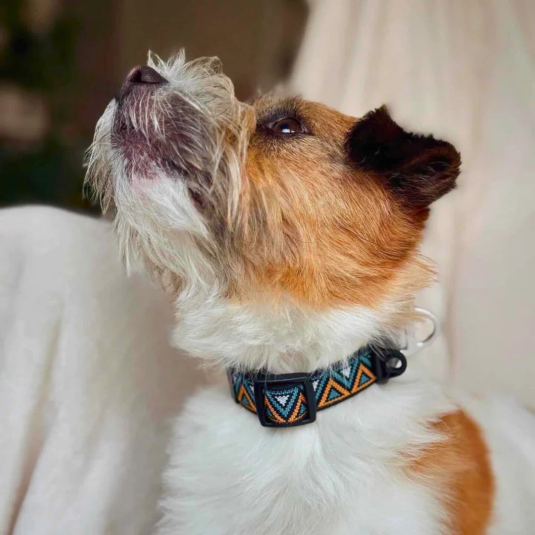 Go-Cee Strong Every Day Dog Collar - Hollyhock - Neerdog