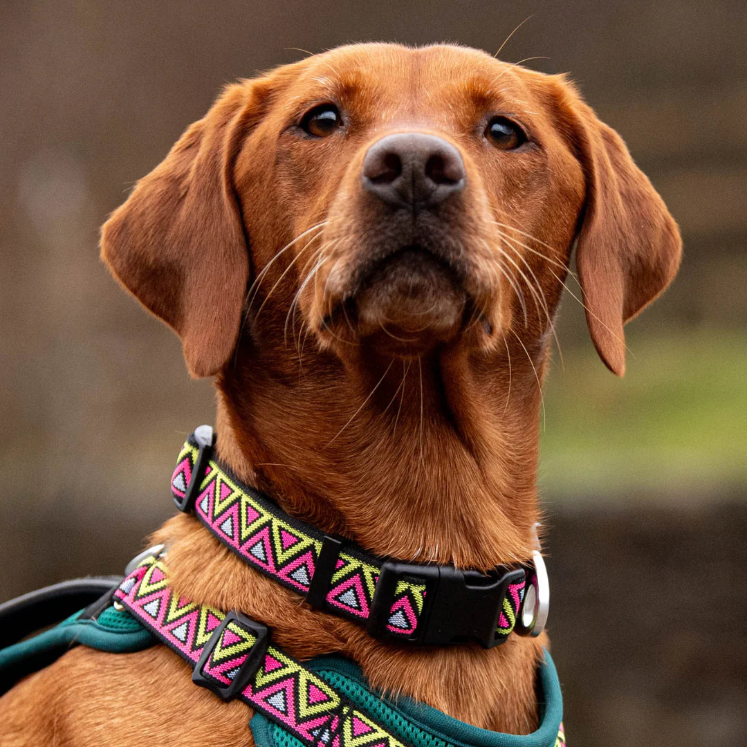 Go-Cee Strong Every Day Dog Collar - Lantana - Neerdog