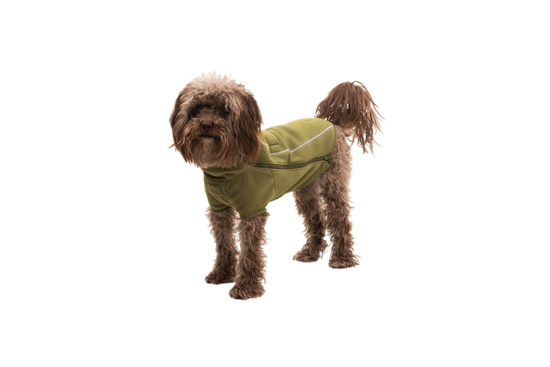 Ruffwear climate changer fleece jacket on a small poodle