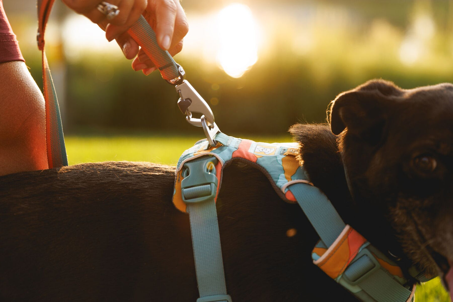 Ruffwear Front Range Lead