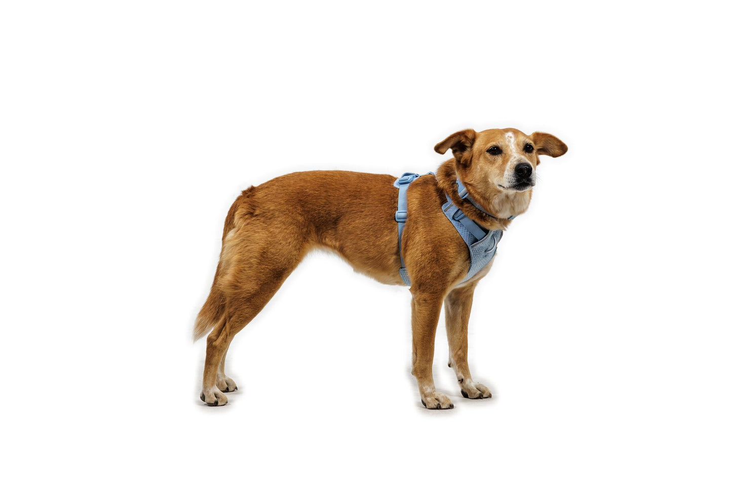 Ruffwear FRONT RANGE FLEX HARNESS