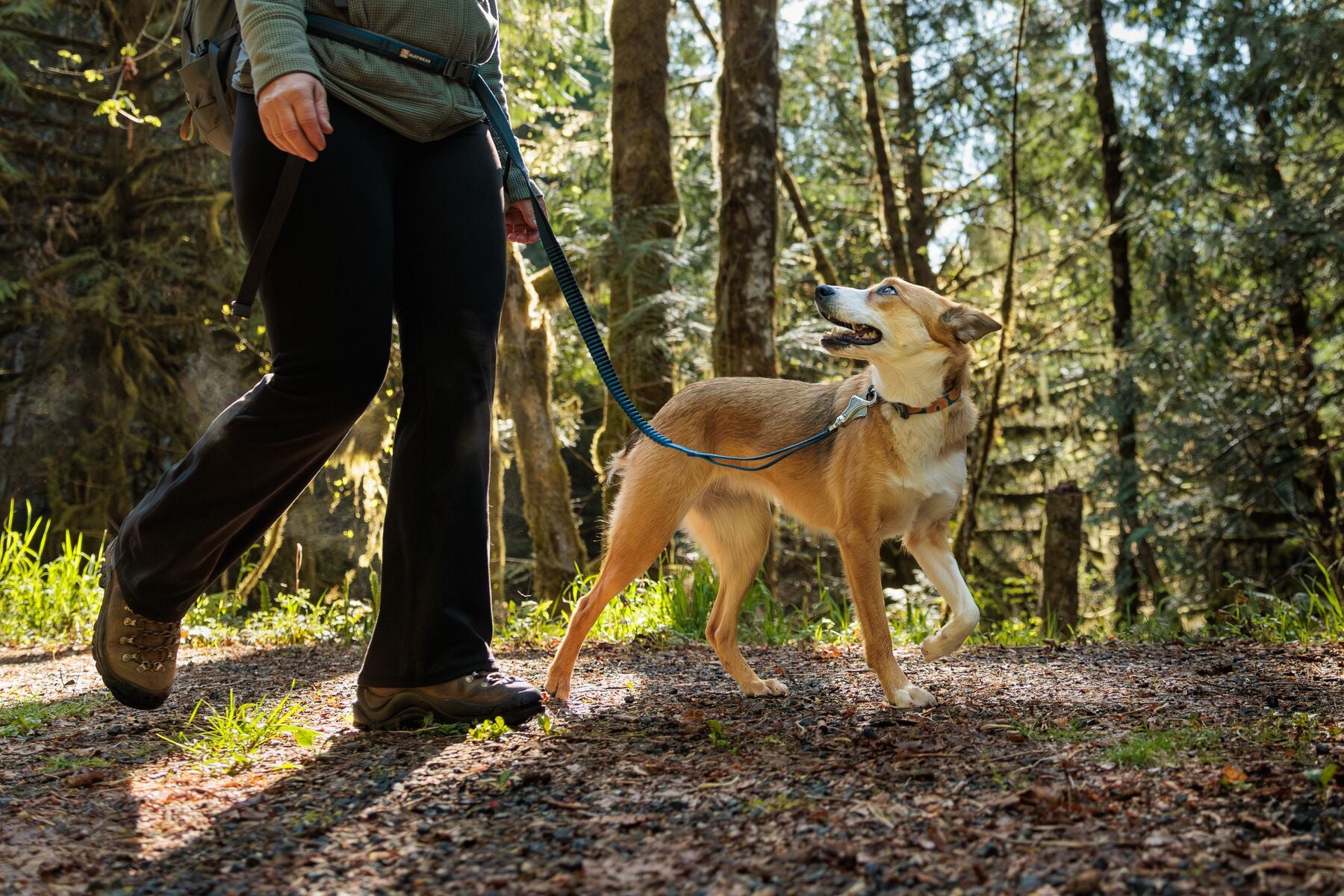 ruffwear roamer dog lead on a dog