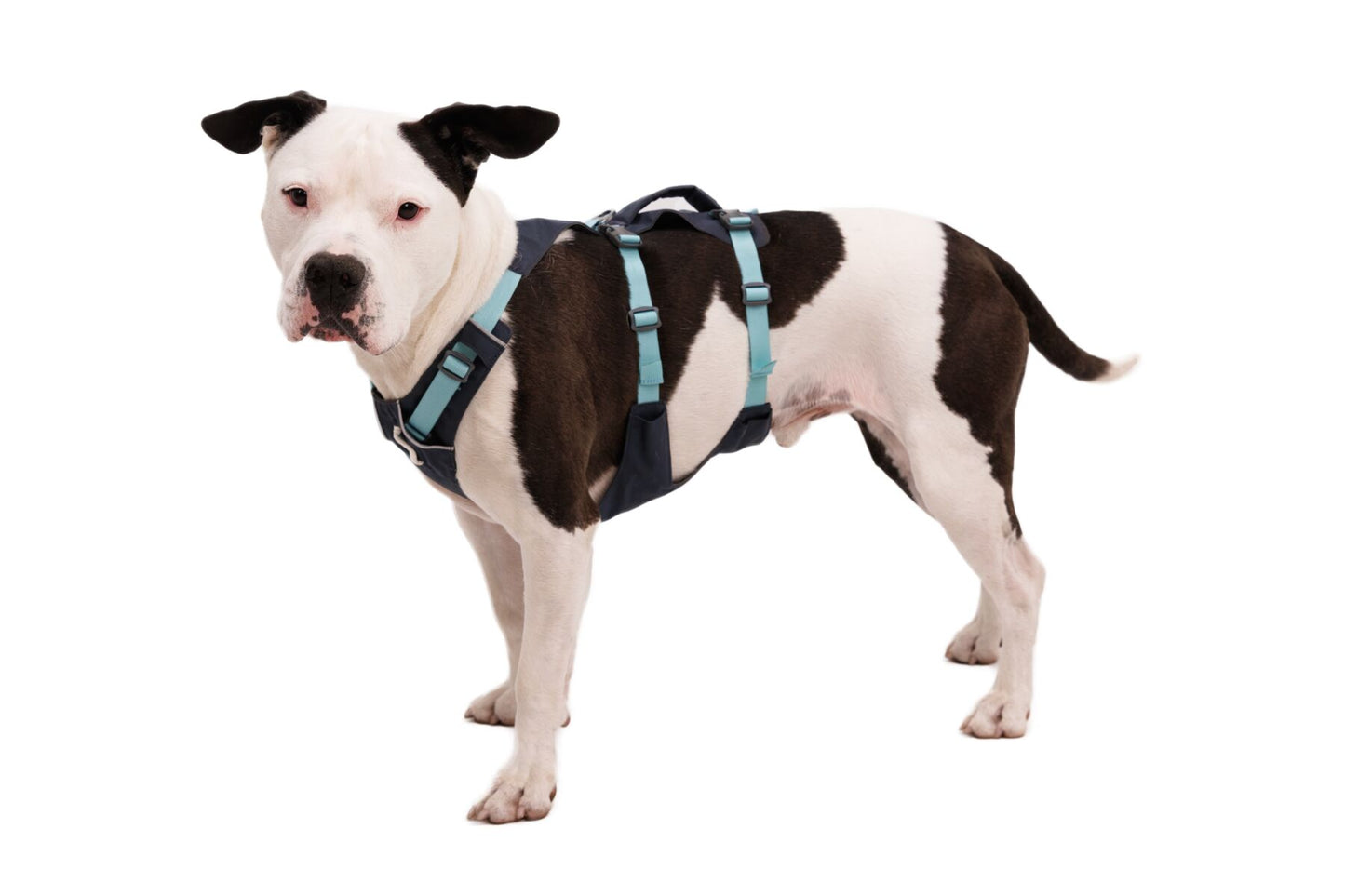 Ruffwear Flagline Harness