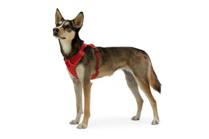 Ruffwear Front Range Dog Harness - eight colours
