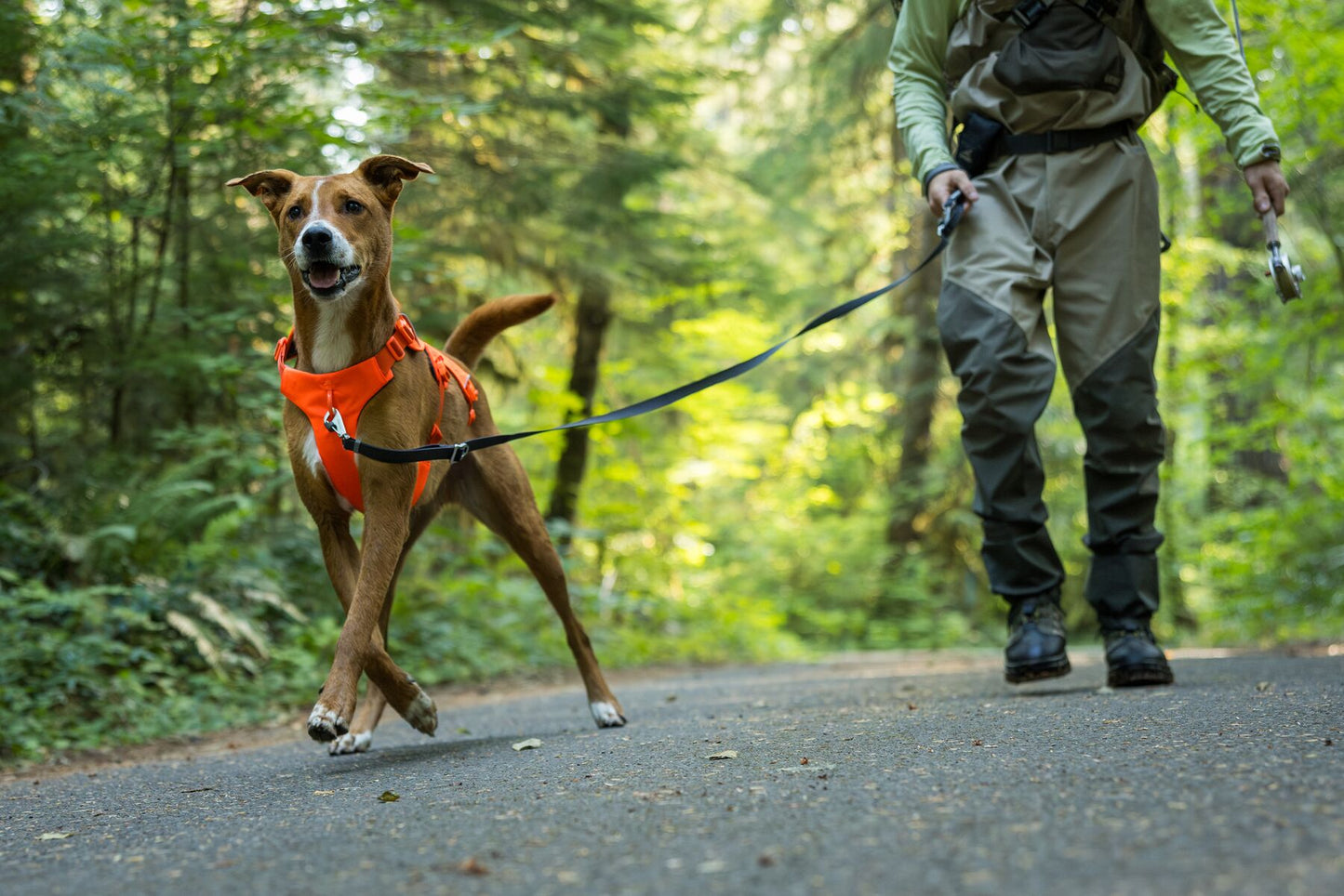 Ruffwear Web Master dog harness with handle (step in harness)