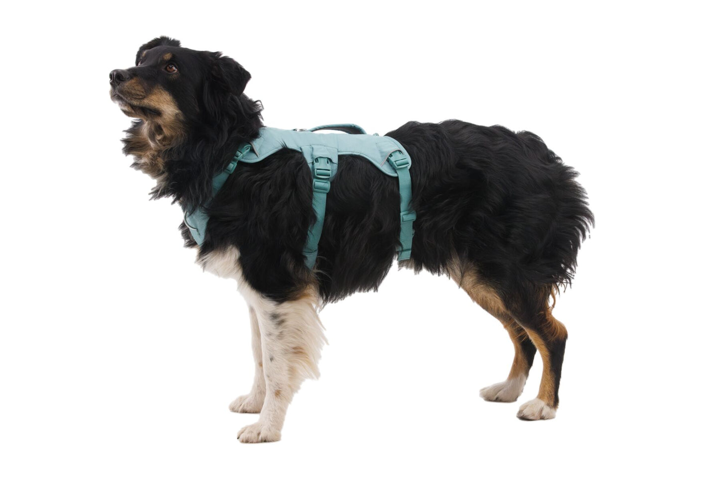 Ruffwear Web Master dog harness with handle (step in harness)
