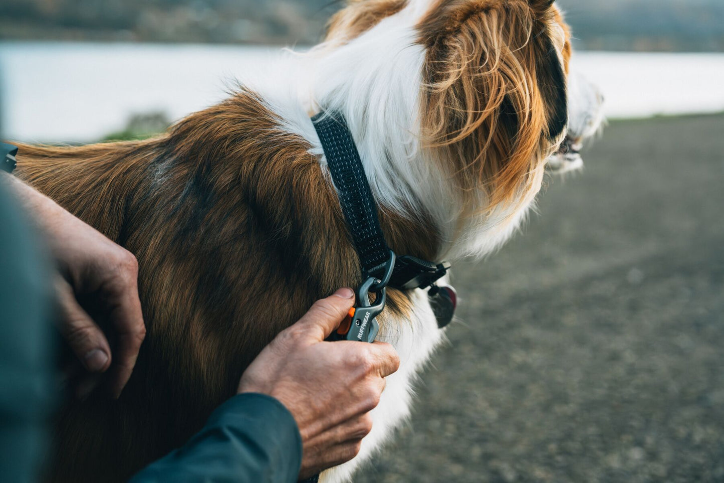 ruffwear ridgeline collar