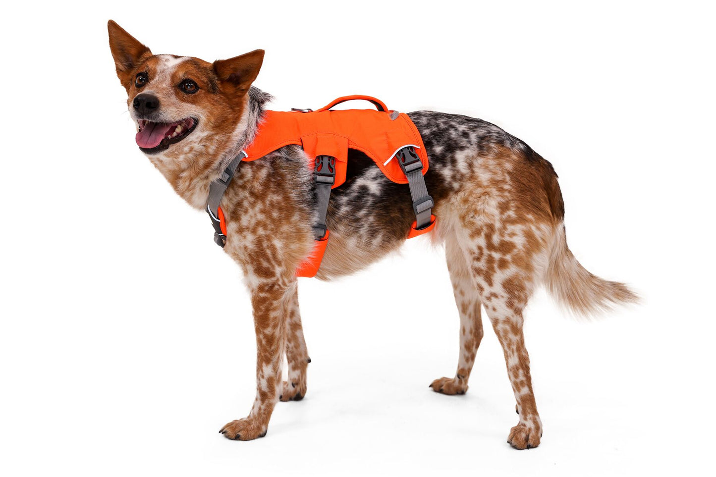 Ruffwear Web Master dog harness with handle (step in harness)