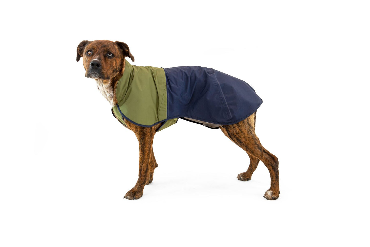 ruffwear sun shower raincoat on medium sized dog