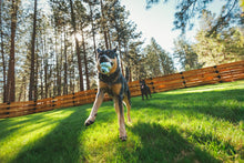 Load image into Gallery viewer, Ruffwear Toadstool Toy - engaging toy for treating or fetching