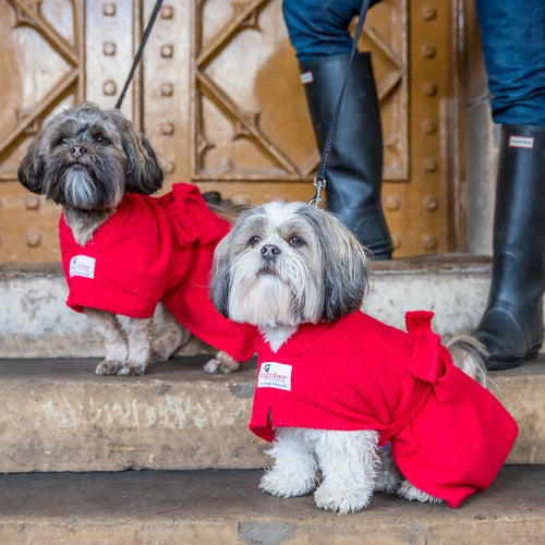 two small dogs wearing drying robes