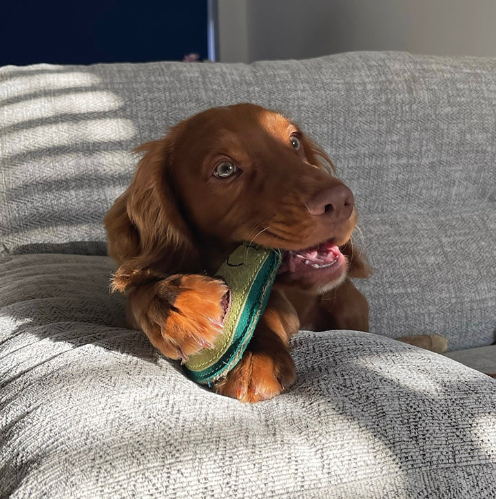 Audrey the Avocado, Eco Toy, Green & Wilds