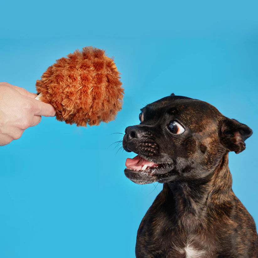 Dog looking at a brown fuzzy toy held by a hand against a blue background