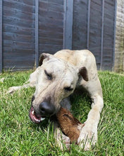 Load image into Gallery viewer, Cow Ears with Hair