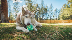 Ruffwear Morel Dog Toy - interactive puzzle toy