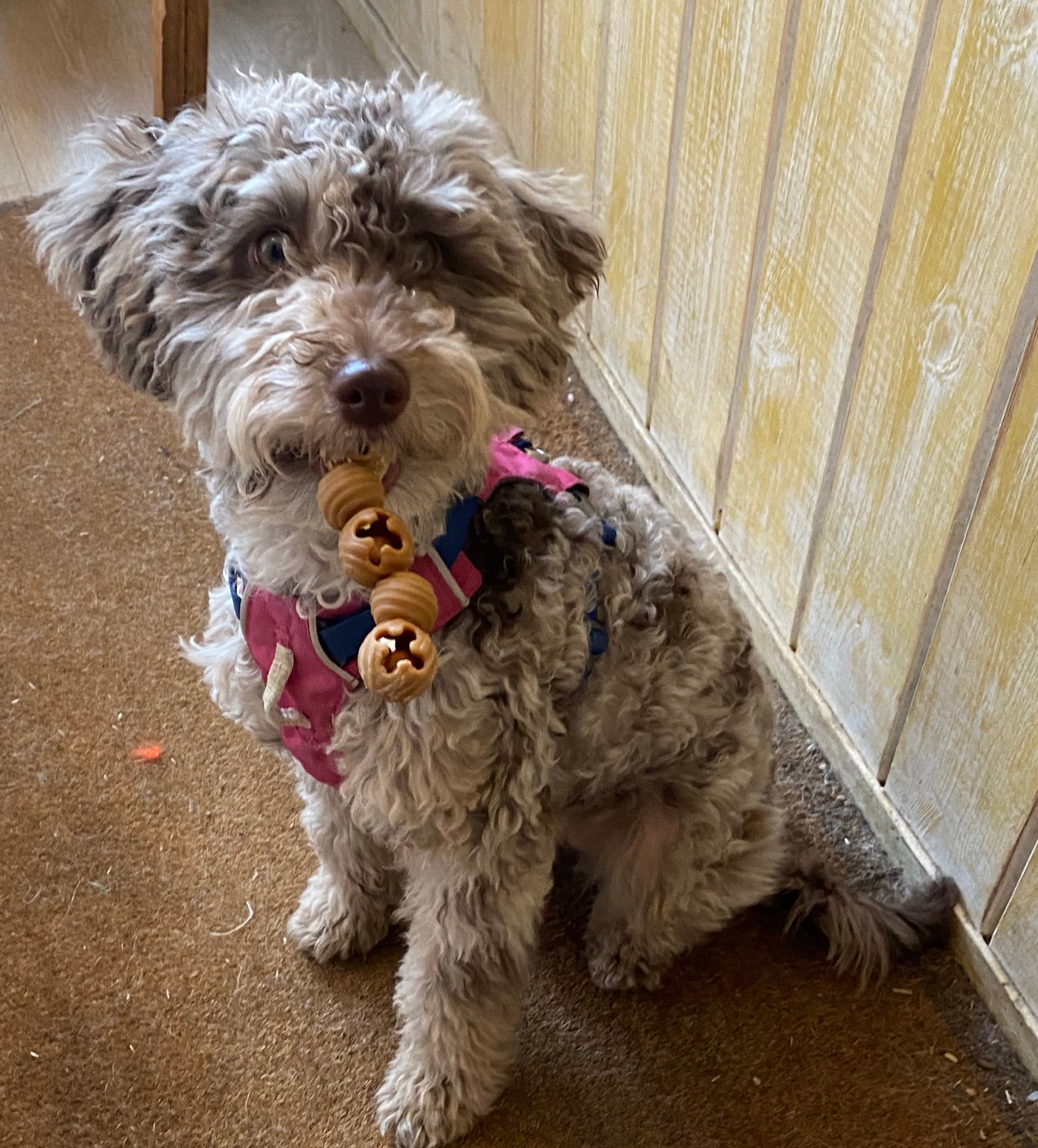 rattlesnap dental dog chew being held by a puppy