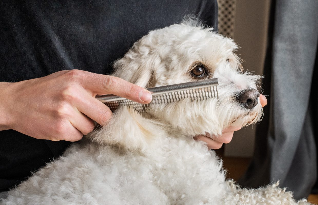 Doodles Dog Comb