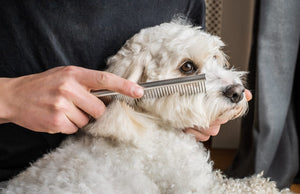 Doodles Dog Comb