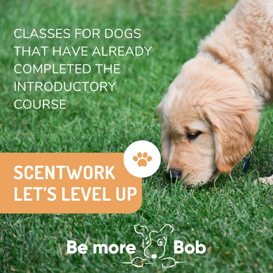 Scent Work Classes - Level Up