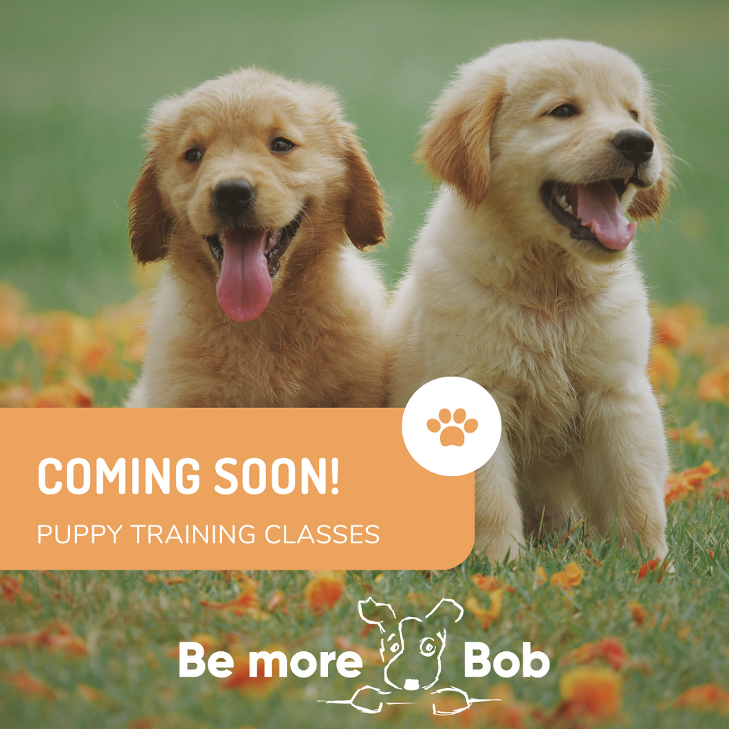 COMING SOON - Puppy Training Classes