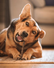 Load image into Gallery viewer, Fish Skin Flatties