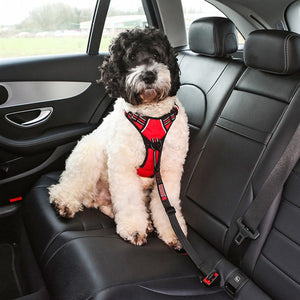 kong seat belt tether dog