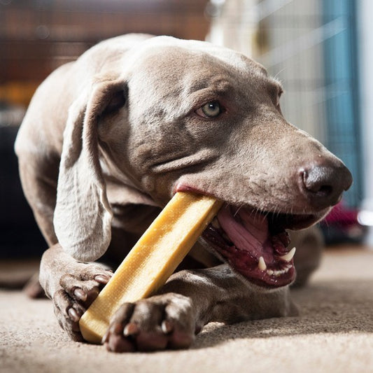 Dog chewing on a yaker indoors.