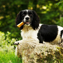 Load image into Gallery viewer, Dog with a yaker in its mouth sitting on a rock in a natural setting