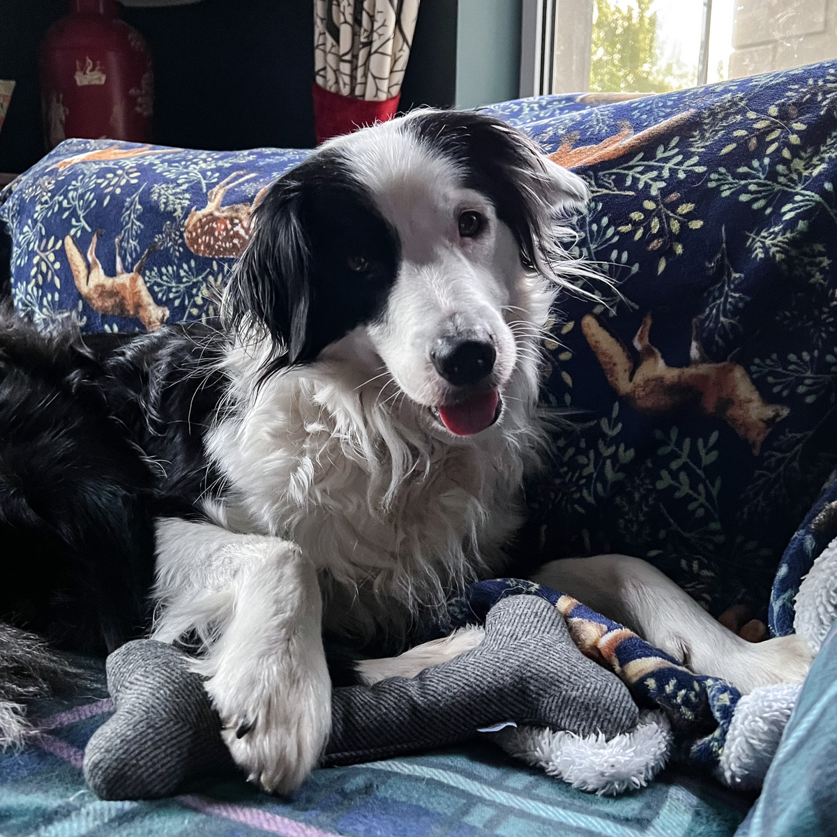 Wool Bone