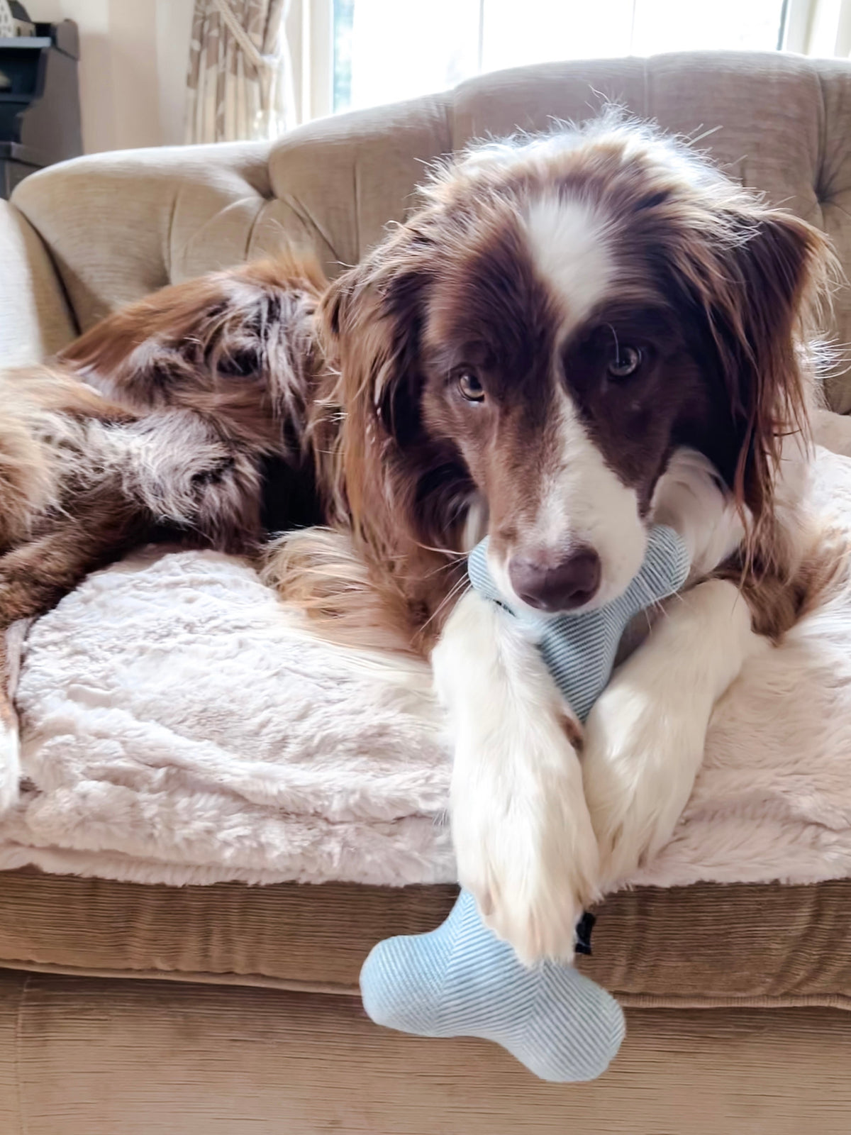 Wool Bone and Felt Rope Toys