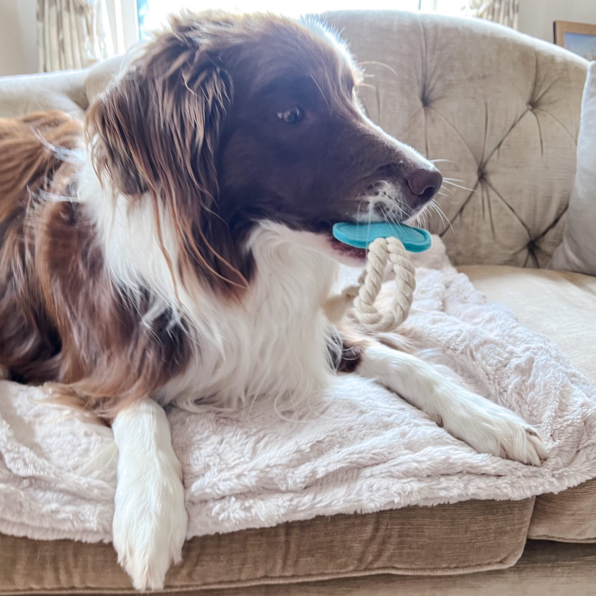 Wool Bone and Felt Rope Toys